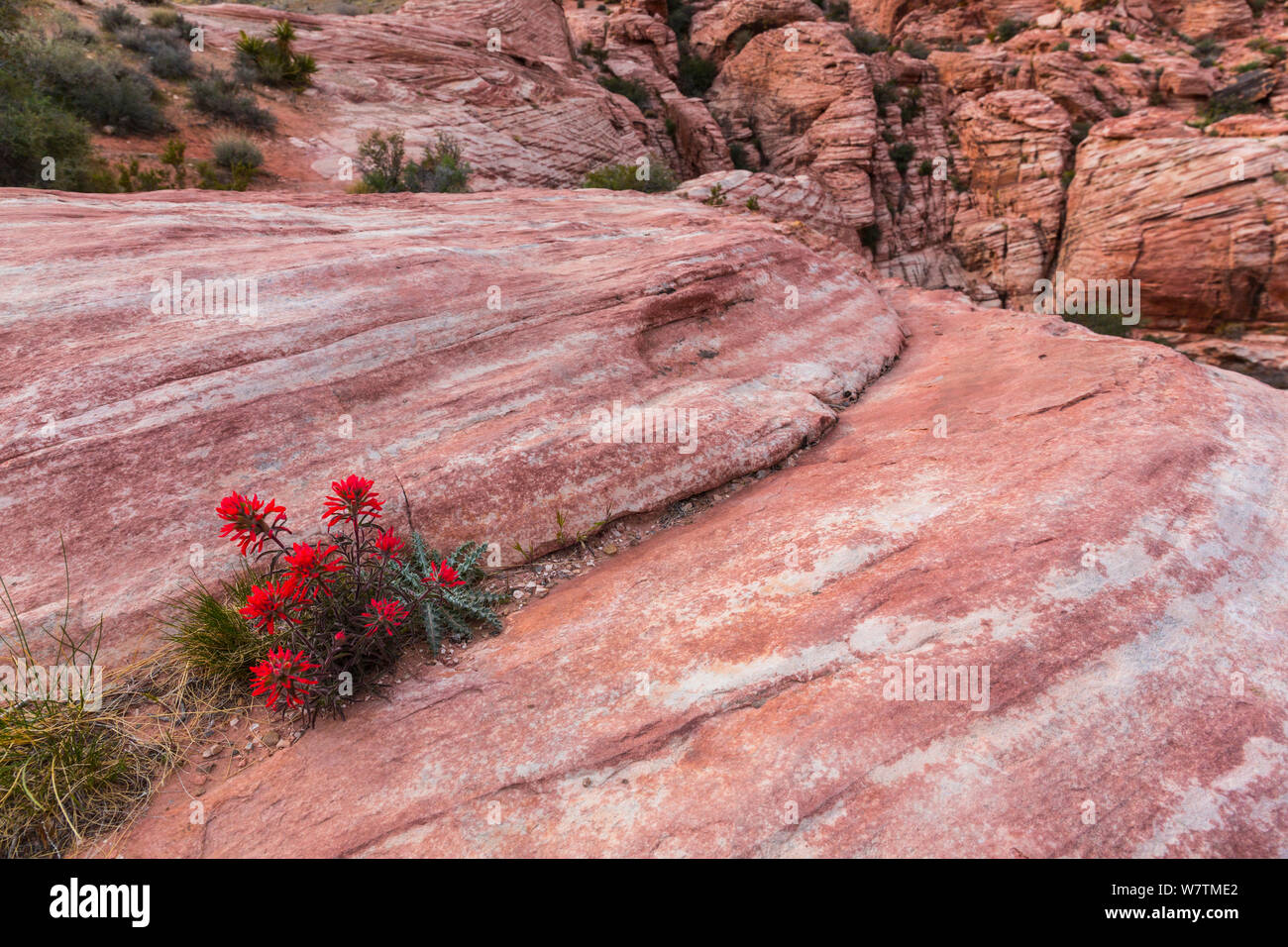 Indian paintbrush fiori (Castilleja) cresce in roccia, il Red Rock Canyon, contea di Clark, Nevada, STATI UNITI D'AMERICA, Marzo. Foto Stock