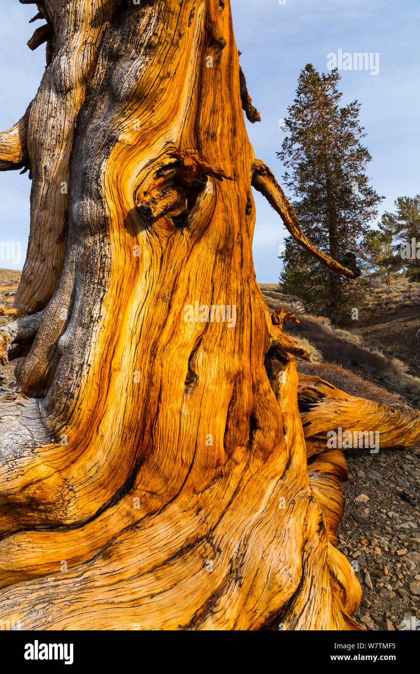 Grande Bacino Bristlecone pine (Pinus longaeva) tronco di albero antico, Inyo National Forest, White Mountains, California, USA, Marzo. Foto Stock