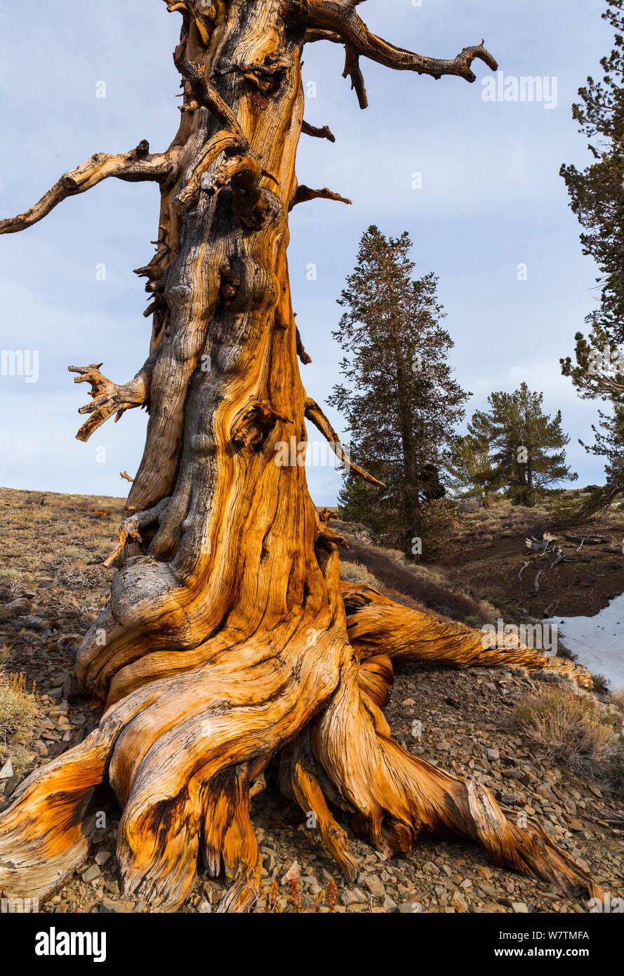 Grande Bacino Bristlecone pine (Pinus longaeva) antico albero, Inyo National Forest, White Mountains, California, Stati Uniti d'America. Foto Stock