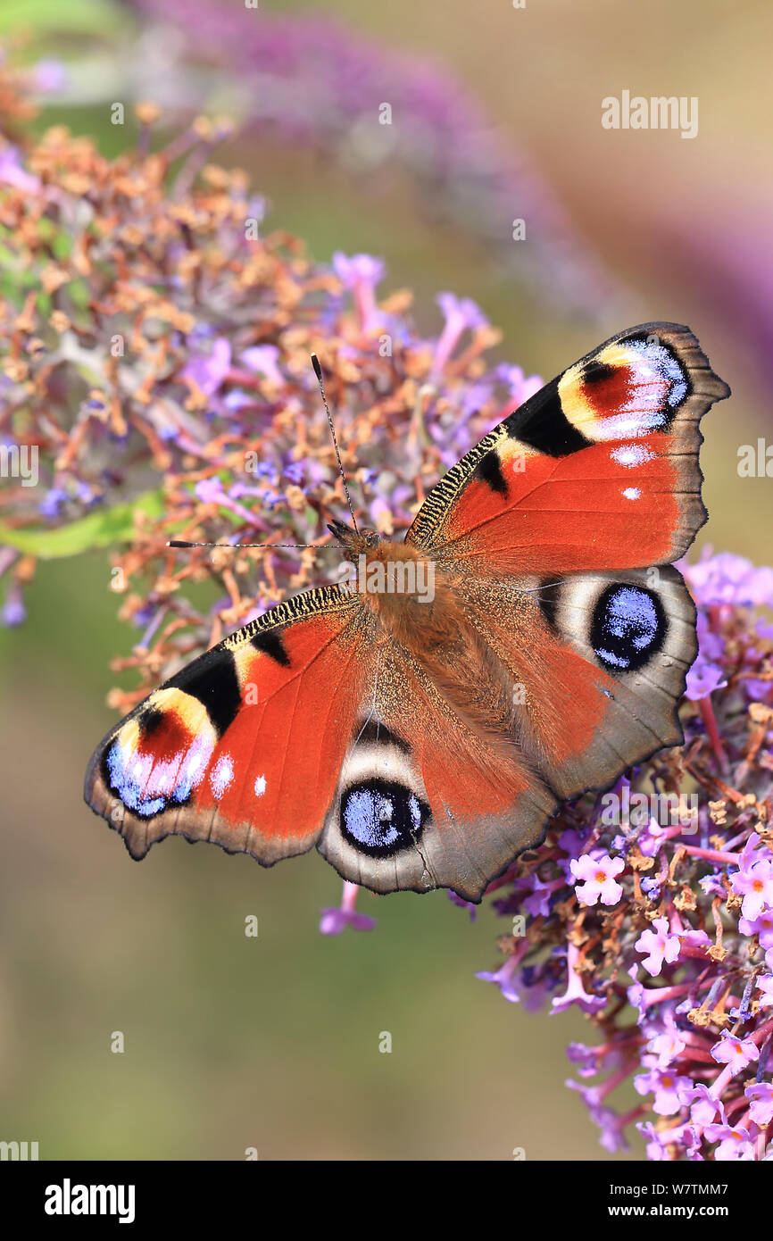 Unione farfalla pavone (Inachis io) su buddleia, Suffolk, Inghilterra, Regno Unito, Agosto. Foto Stock