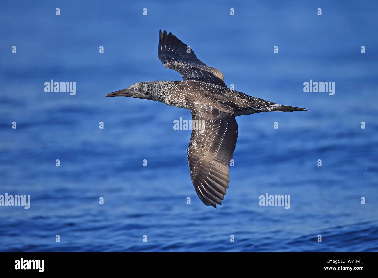 Northern Gannet (Morus bassanus) Portogallo, Ottobre. Foto Stock