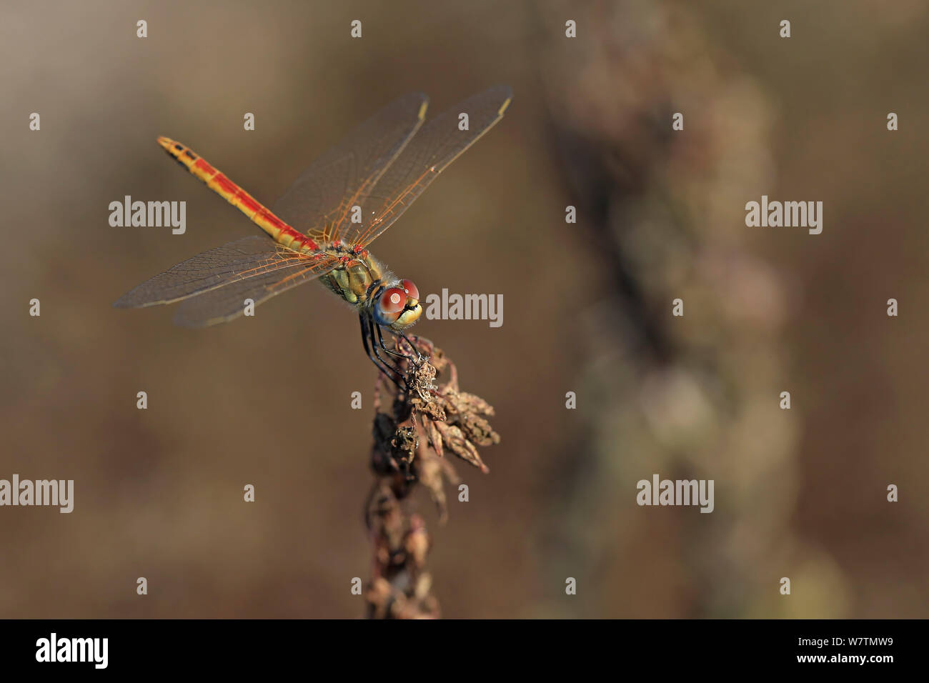 Rosso-venato Darter (Sympetrum fonscolombii) Portogallo, Ottobre. Foto Stock