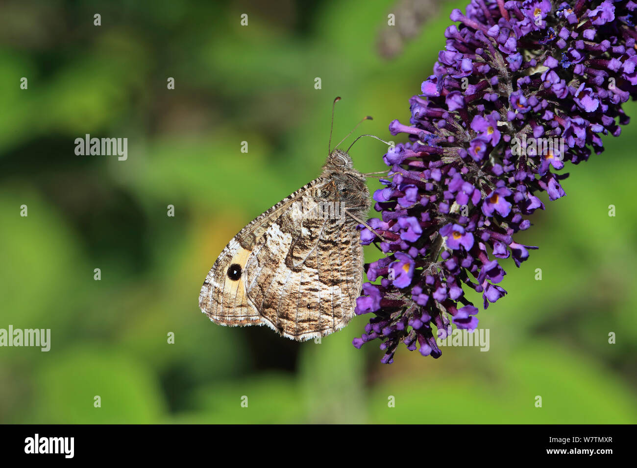 Temolo butterfly (Hipparchia semele) Suffolk, Inghilterra, Regno Unito, Agosto. Foto Stock