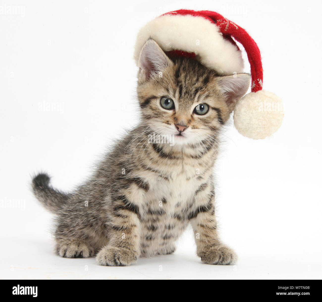 Carino tabby kitten, Fosset, 7 settimane, indossando un Babbo Natale hat, contro uno sfondo bianco Foto Stock