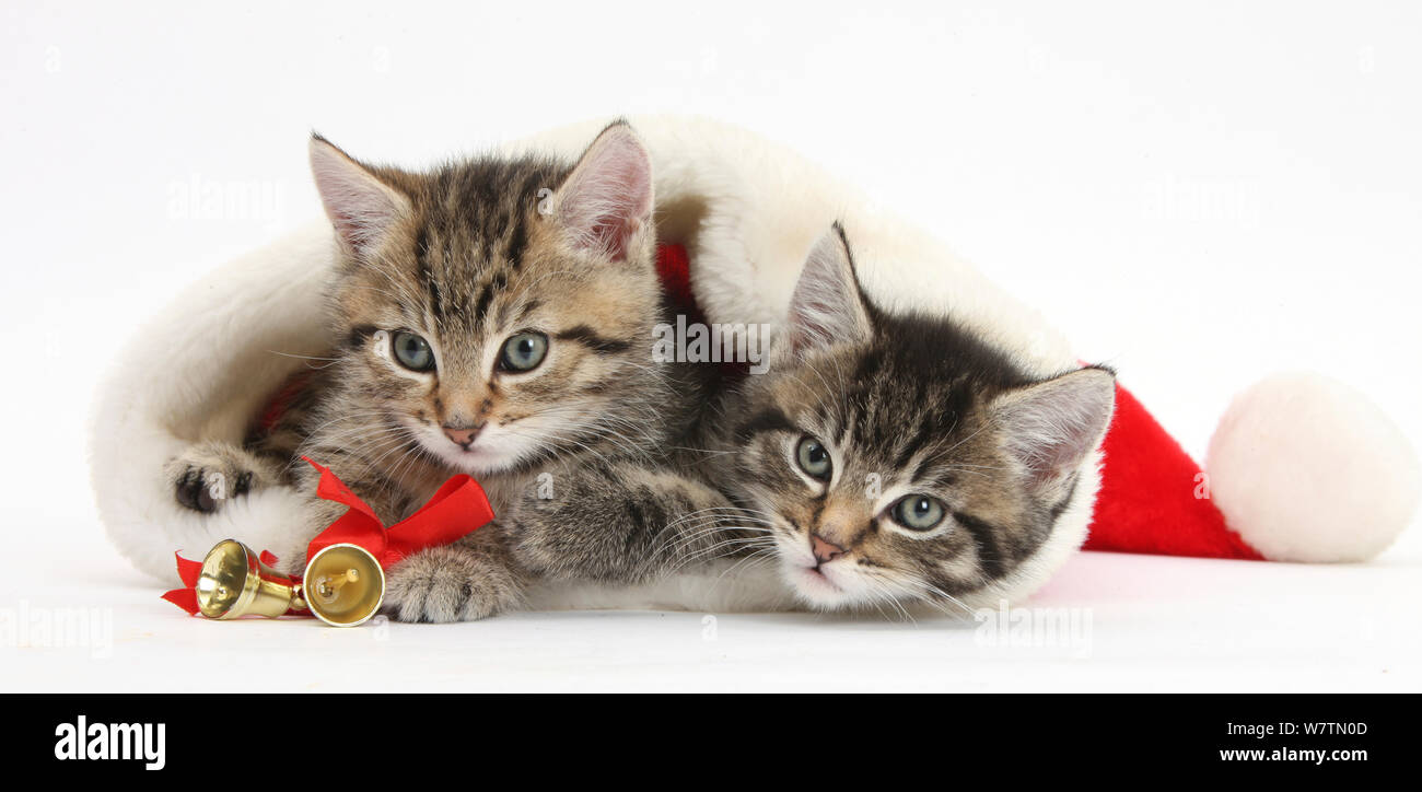 Carino tabby gattini, Stanley e Fosset, 7 settimane in un Babbo Natale hat, contro uno sfondo bianco Foto Stock