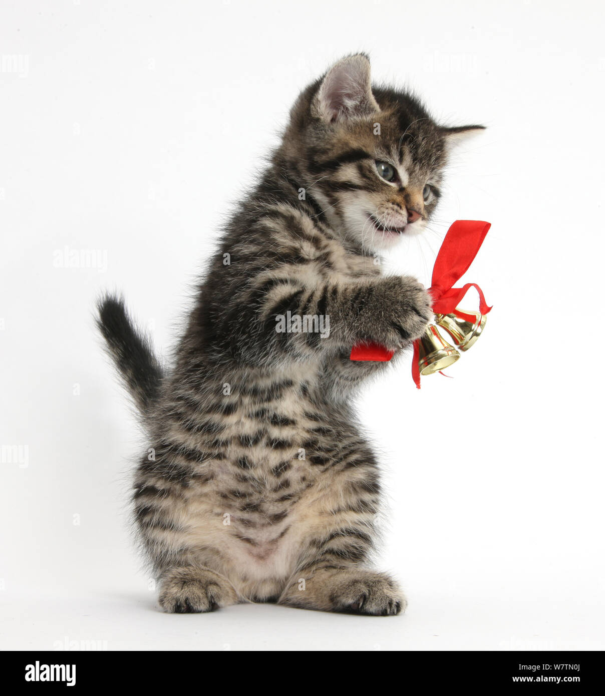 Carino tabby kitten, Fosset, 7 settimane, giocando con le campane di Natale su un nastro rosso, contro uno sfondo bianco Foto Stock