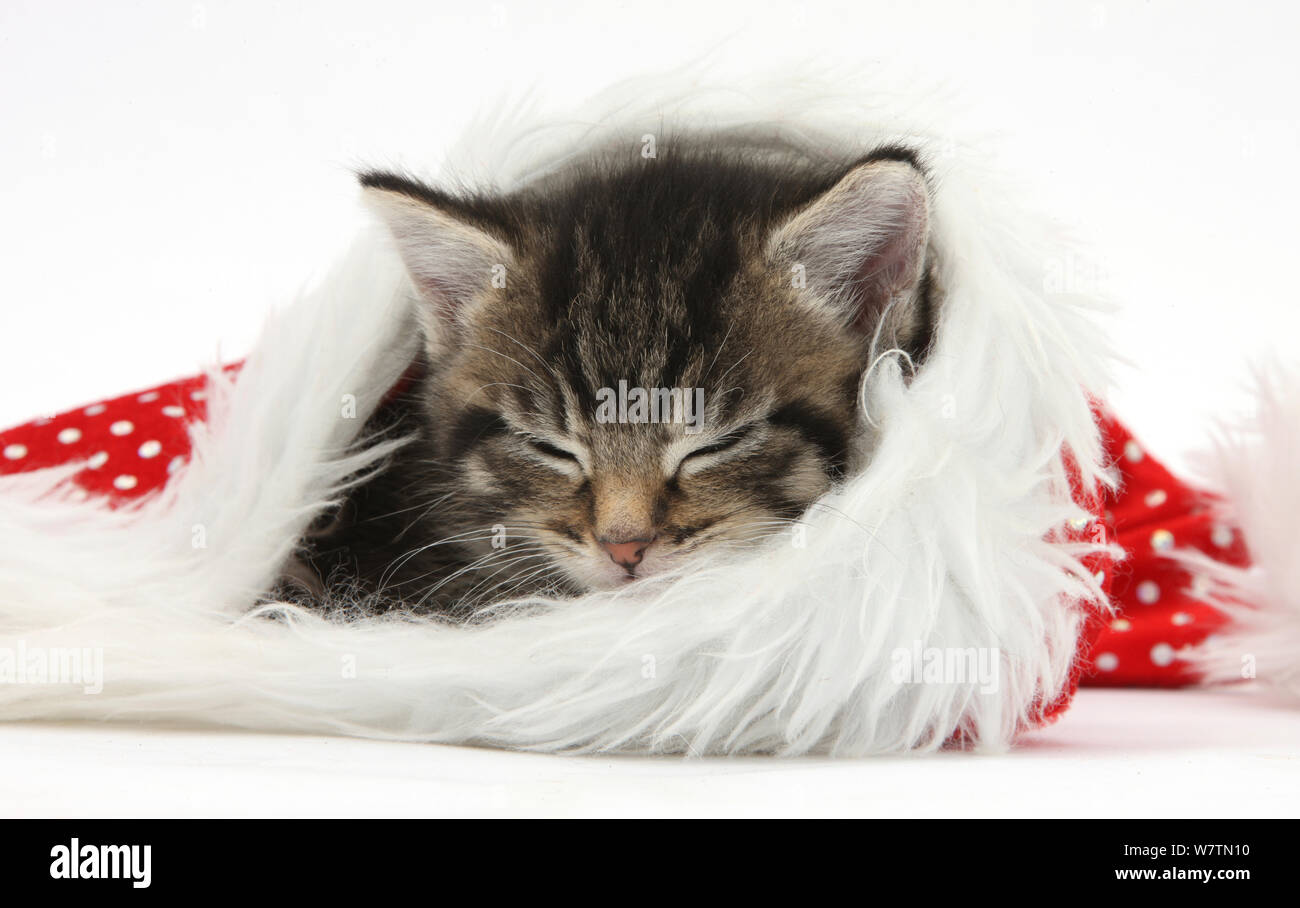 Carino tabby kitten, Fosset, 5 settimane, dormendo in un Babbo Natale hat, contro uno sfondo bianco Foto Stock