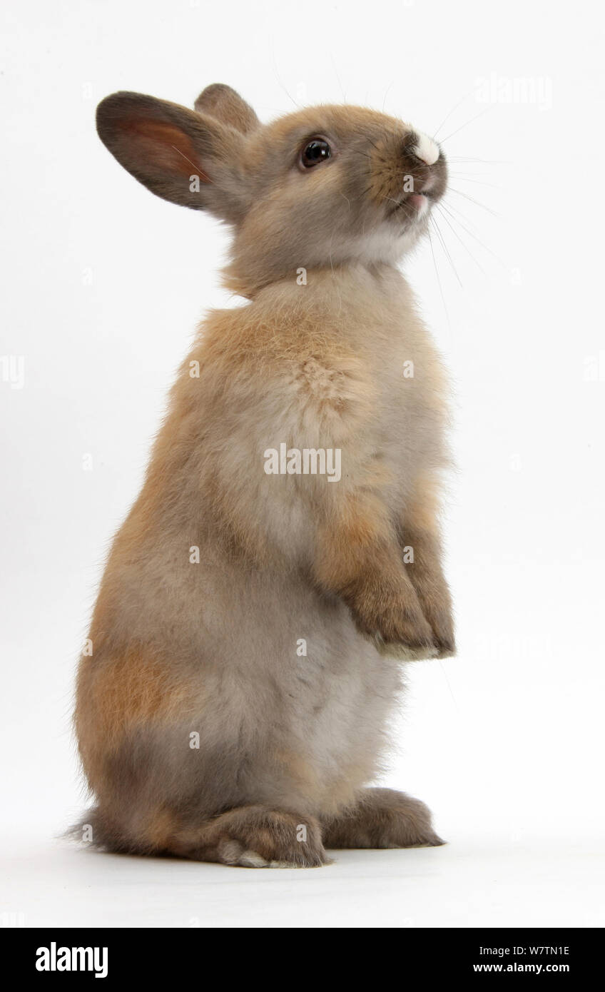 Baby coniglio marrone in piedi, contro uno sfondo bianco Foto Stock