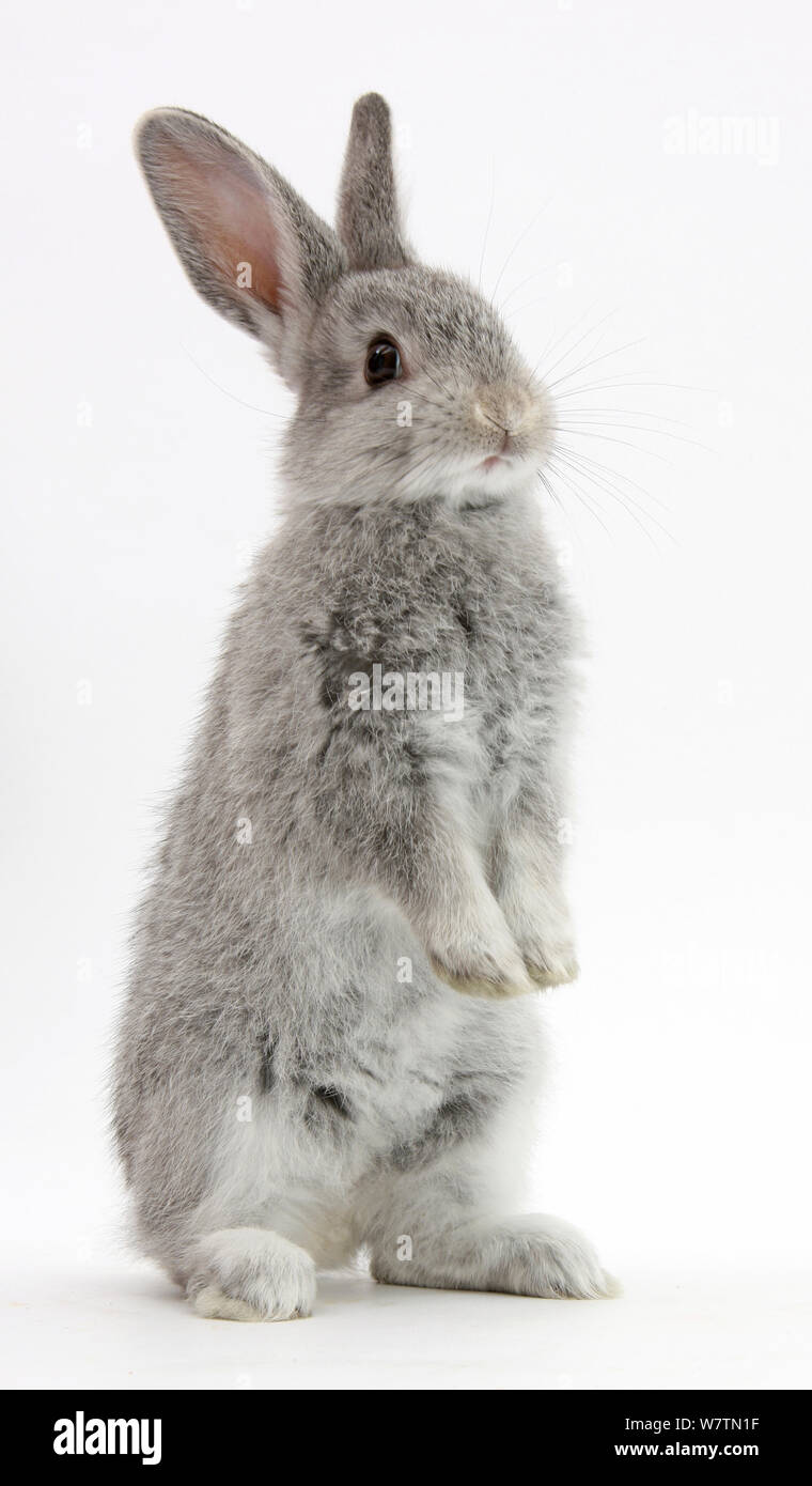 Baby coniglio argento in piedi, contro uno sfondo bianco Foto Stock