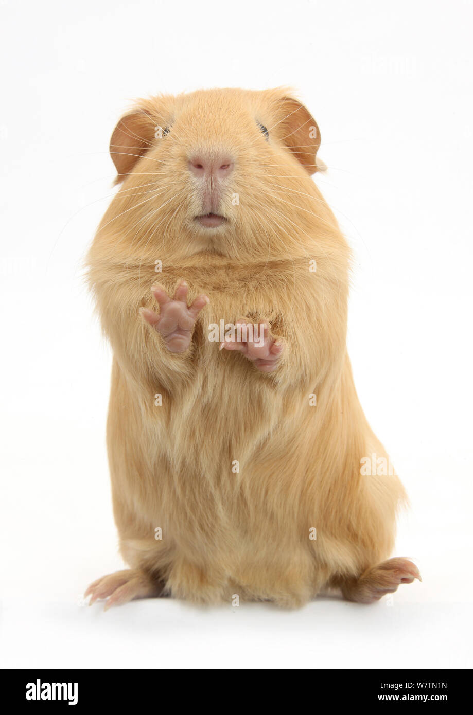 Giallo cavia in piedi, contro uno sfondo bianco Foto Stock