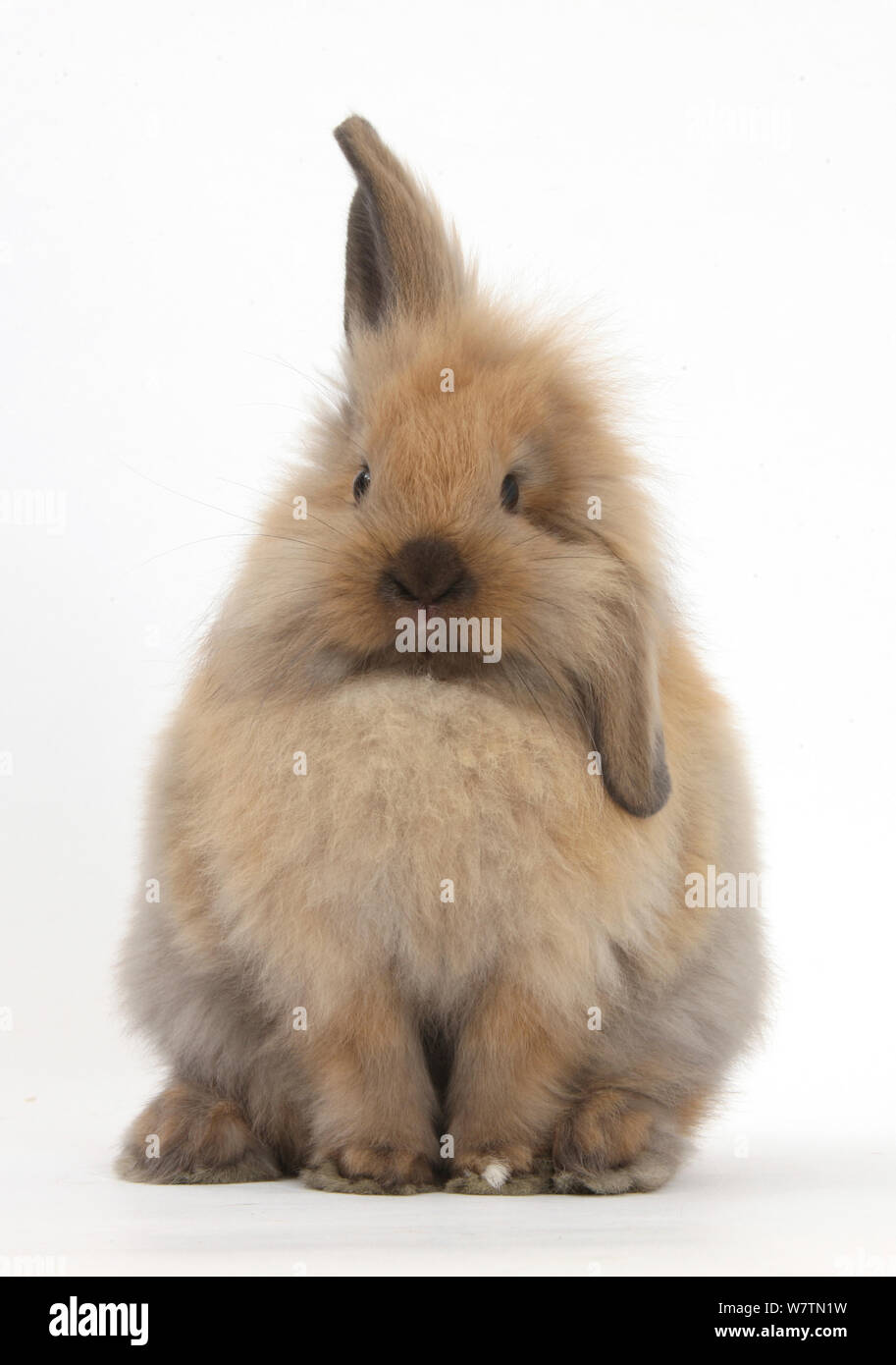 Mulino a vento-eared Lionhead x Lop coniglio, contro uno sfondo bianco Foto Stock
