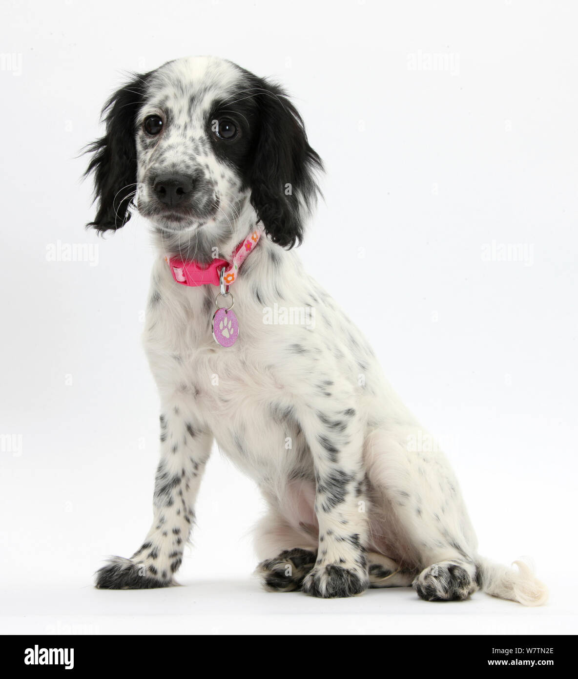 In bianco e nero Border Collie x Cocker Spaniel cucciolo, 11 settimane, seduta e di indossare il collare rosa, contro uno sfondo bianco Foto Stock