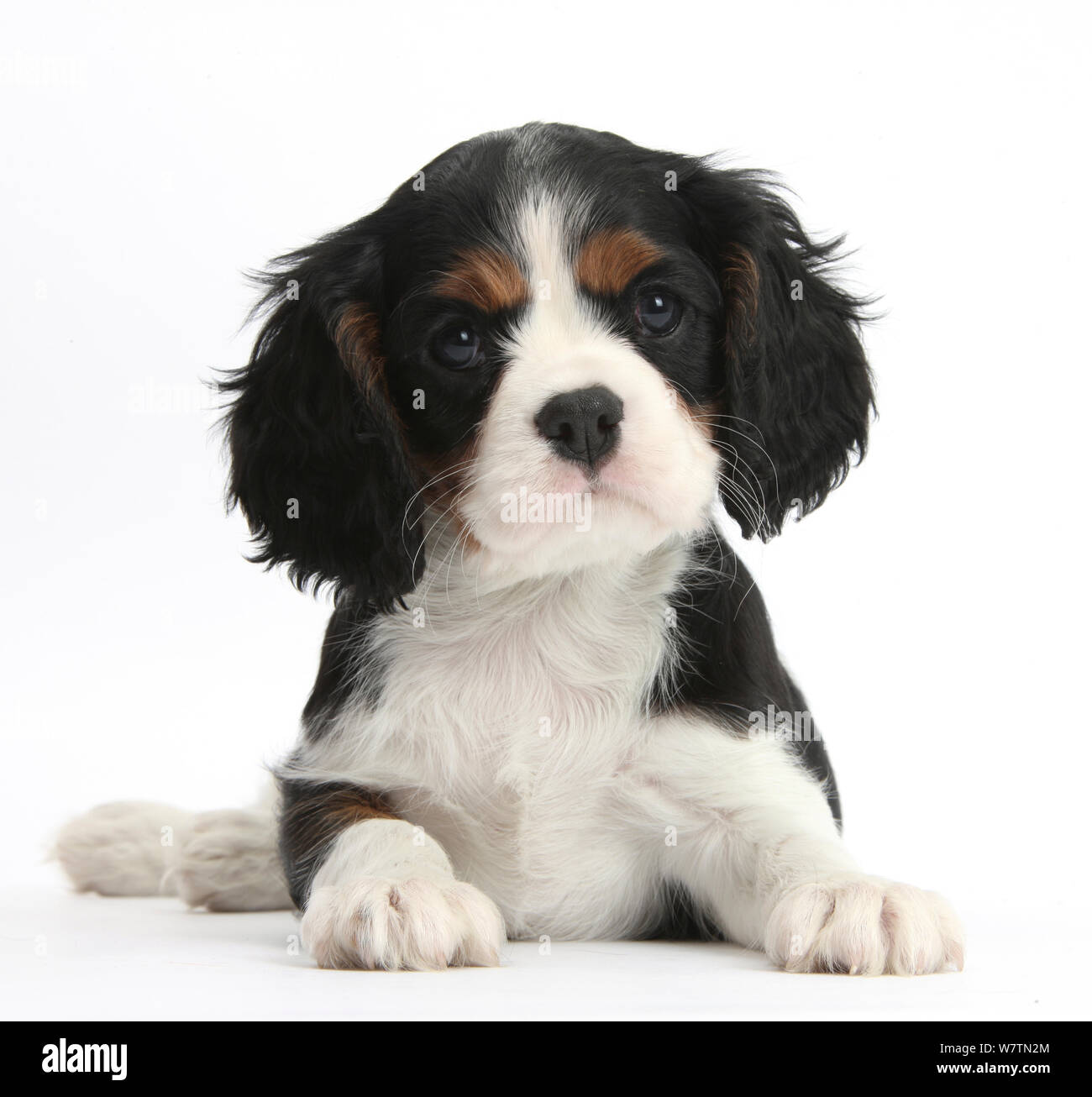 Tricolore Cavalier King Charles Spaniel cucciolo sdraiato con la testa in alto, contro uno sfondo bianco Foto Stock