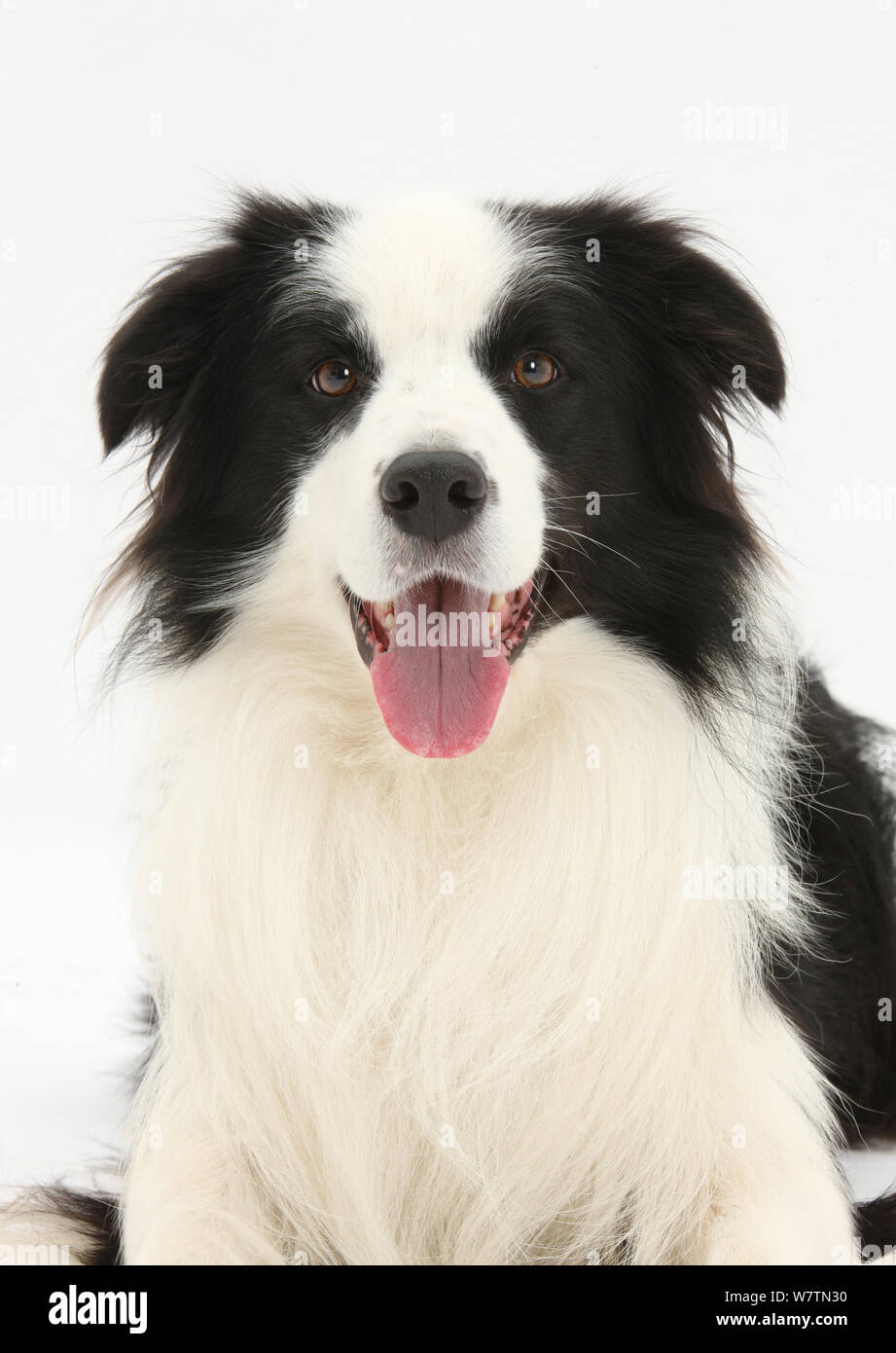 In bianco e nero Border Collie cane prigioniero, Ben, giacente con testa in alto, contro uno sfondo bianco Foto Stock