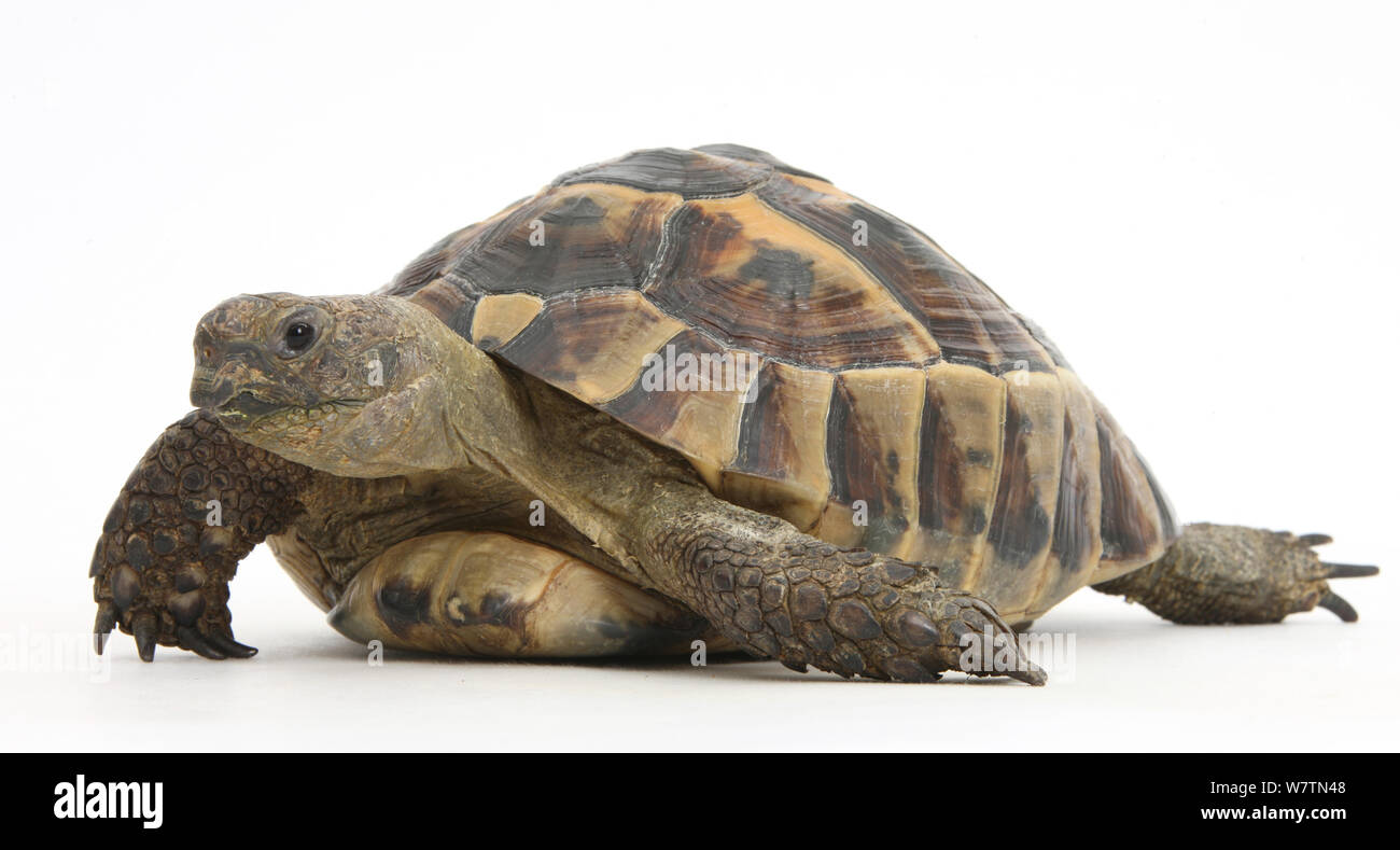 Hermann's tartaruga (Testudo hermanni) contro uno sfondo bianco Foto Stock