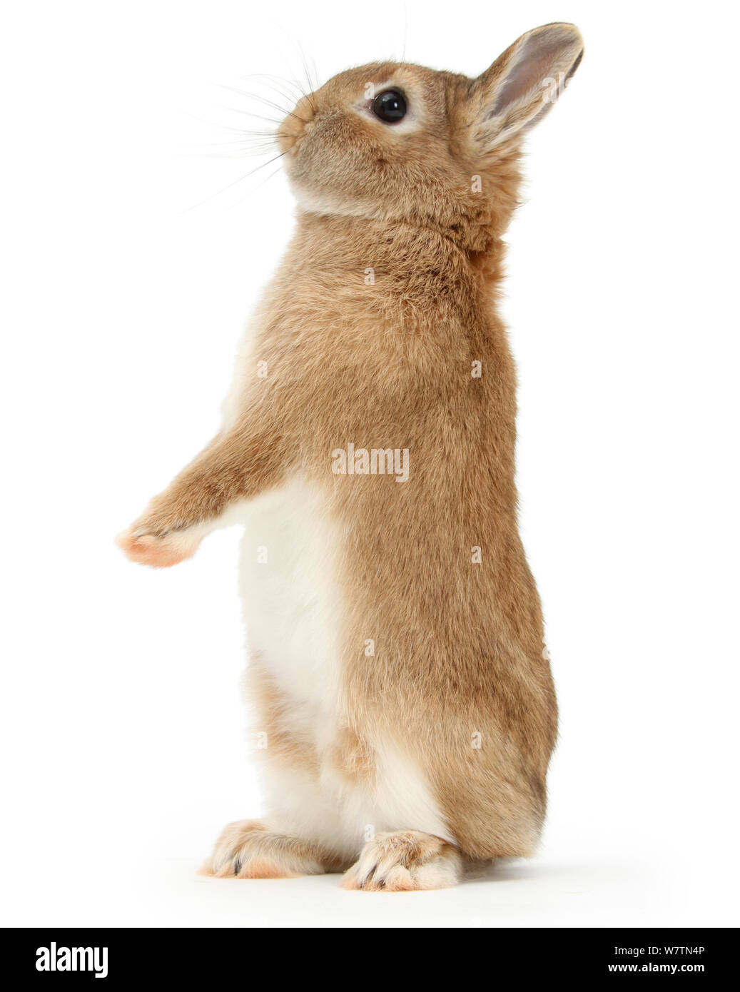 Sandy Netherland dwarf-croce di coniglio, Pietro, alzarsi, contro uno sfondo bianco [] Foto Stock