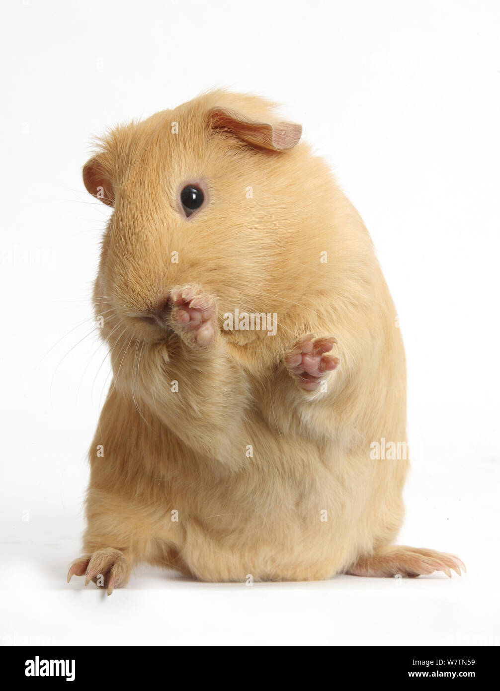 Giallo cavia cercando schivo, contro uno sfondo bianco Foto Stock