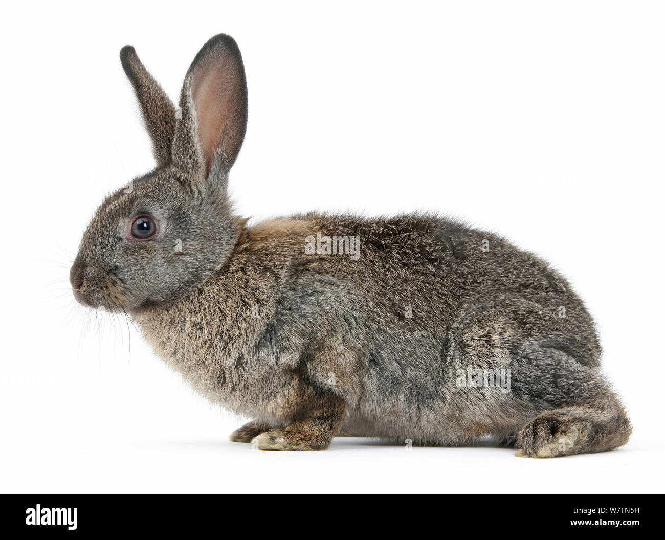 Giovani agouti, coniglio contro uno sfondo bianco Foto Stock