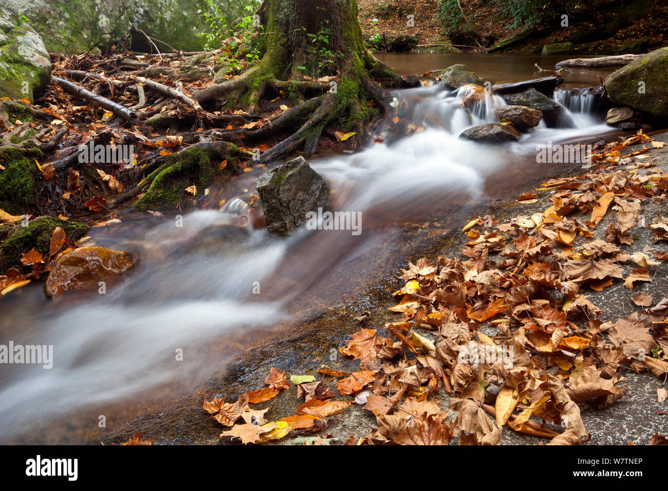 Vedova del Creek, Stone Mountain State Park. North Carolina, USA, ottobre 2013. Foto Stock