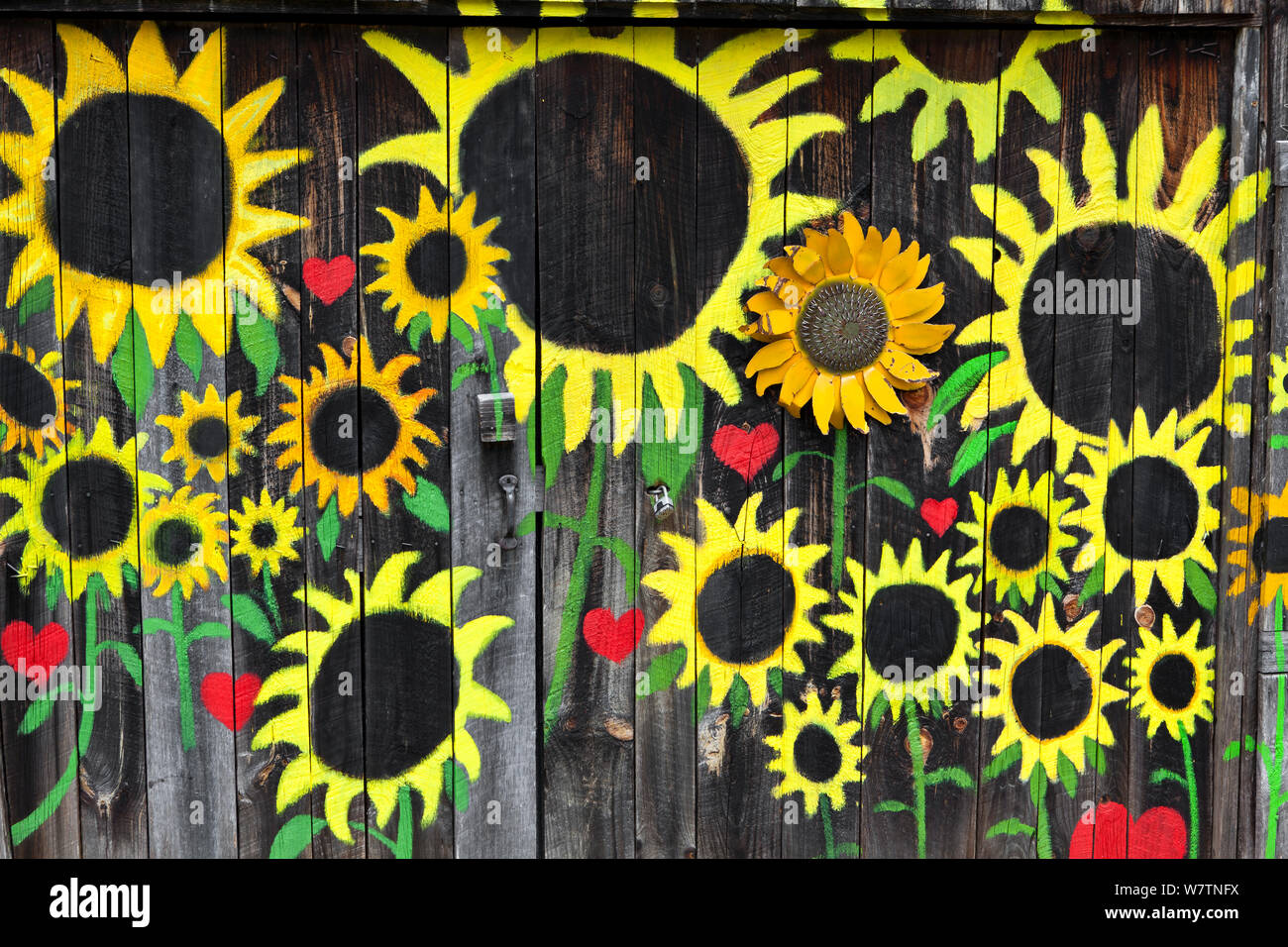 Girasoli dipinto sul muro del granaio, lungo la statale, pipistrelli, Henderson County. North Carolina, USA, ottobre 2013. Foto Stock