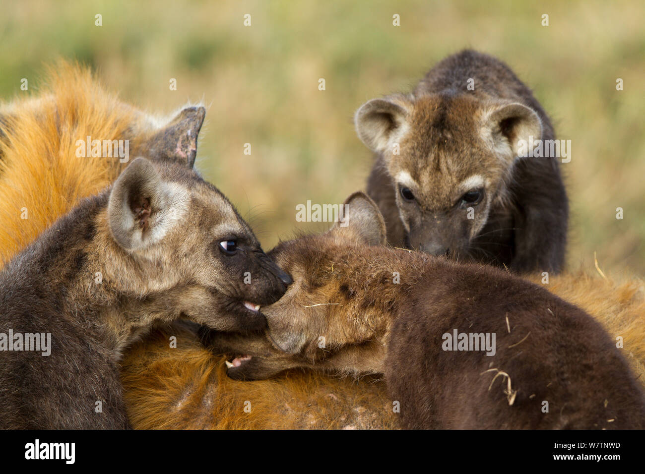 Spotted hyena (Crocuta crocuta) femmina con i cuccioli giocando, Masai-Mara Game Reserve, Kenya, Settembre Foto Stock