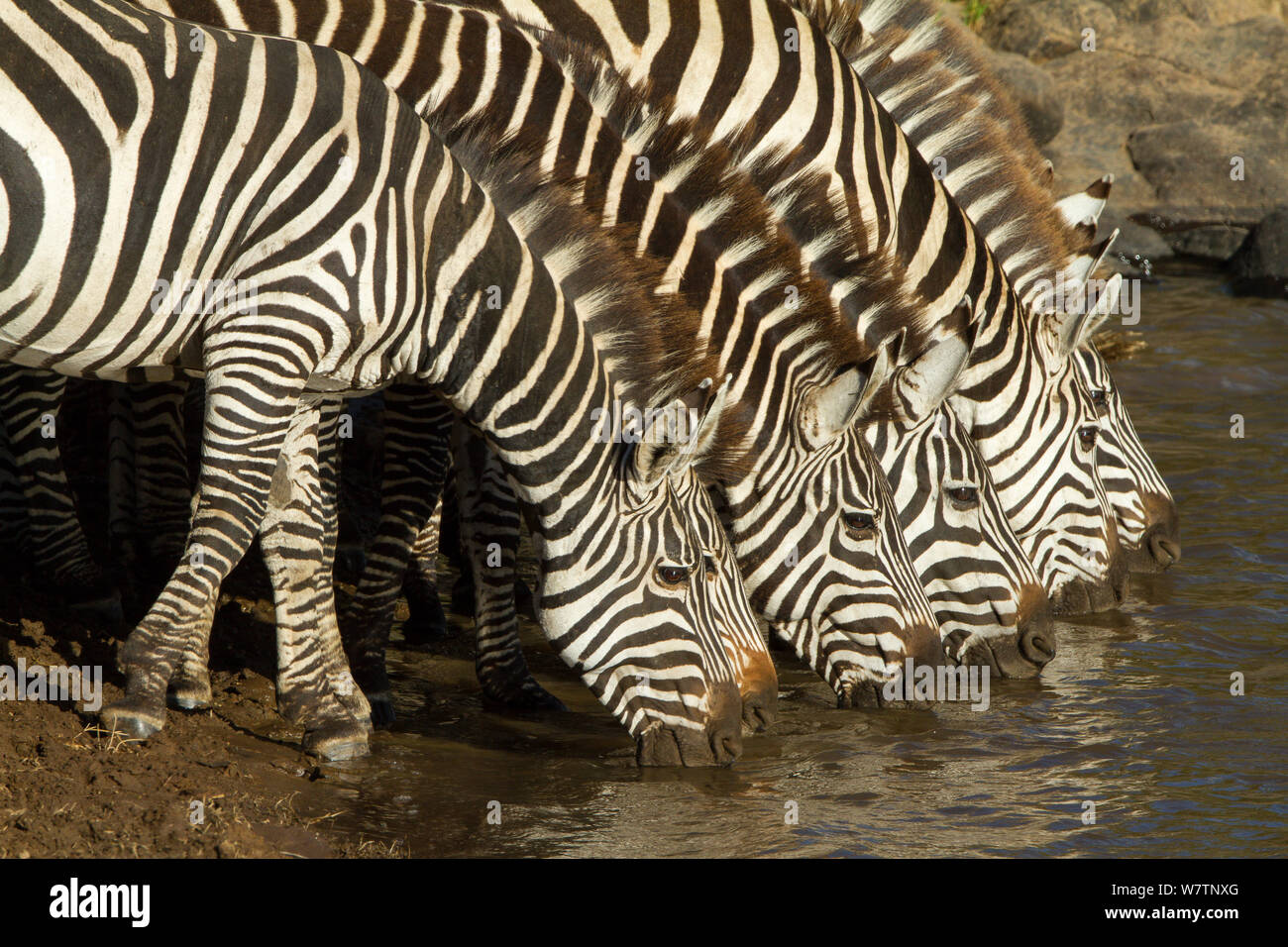 Concessione&#39;s zebra (Equus burchelli granti) bere nel fiume di Mara, Masai-Mara Game Reserve, Kenya, Ottobre Foto Stock