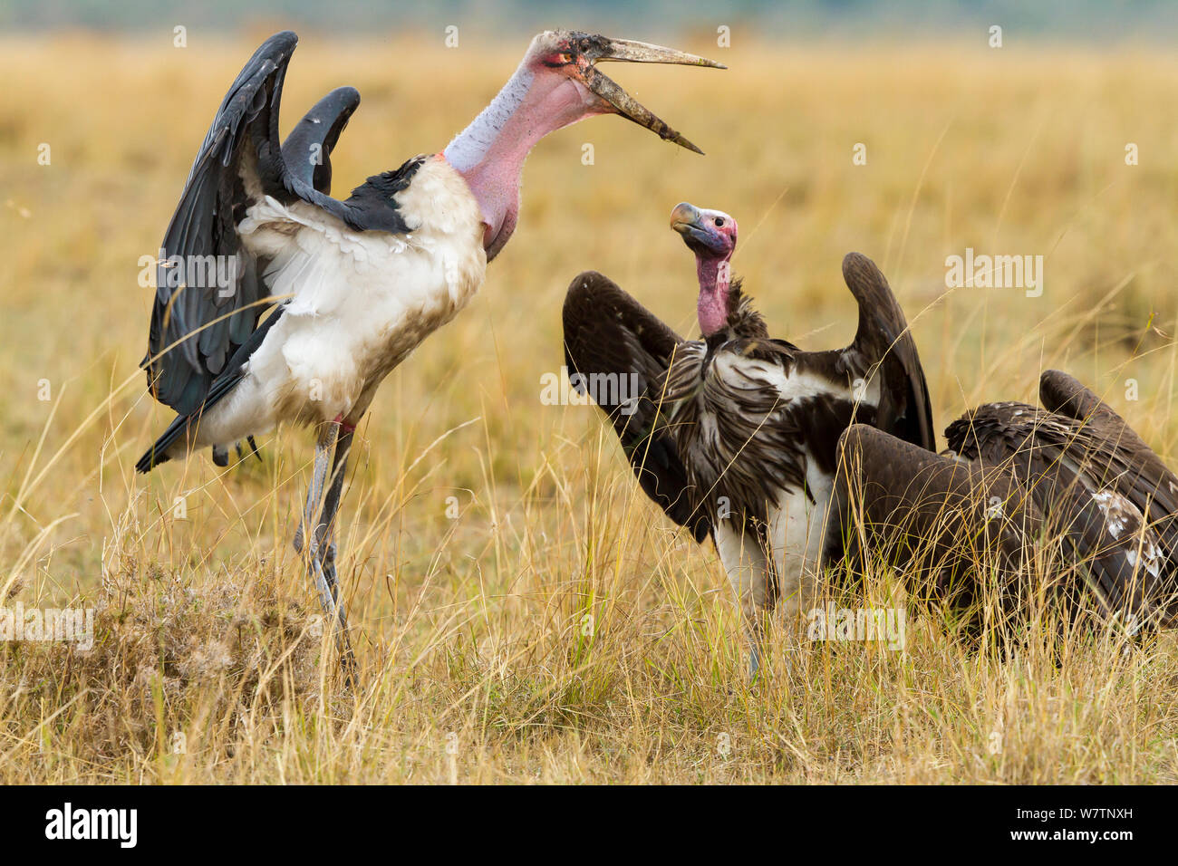Falda-di fronte vulture (Torgos tracheliotus) in conflitto con marabou stork (Leptoptilos crumeniferus) Masai-Mara Game Reserve, Kenya, Agosto Foto Stock