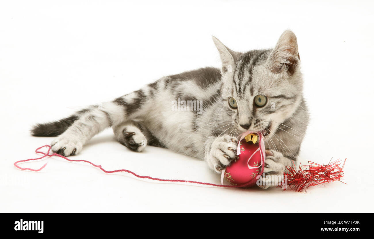 Silver tabby kitten giocando con decorazioni di Natale, contro uno sfondo bianco Foto Stock
