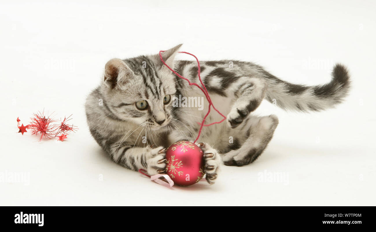 Silver tabby kitten giocando con decorazioni di Natale, contro uno sfondo bianco Foto Stock