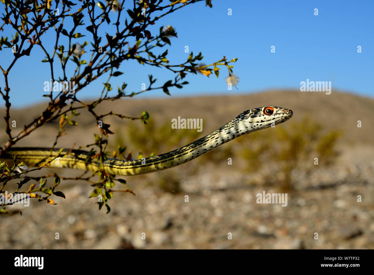 Deserto spogliato Whipsnake (Masticophis / Coluber taeniata taeniata) nella struttura ad albero, deserto Mohave, California, USA, Giugno. Foto Stock
