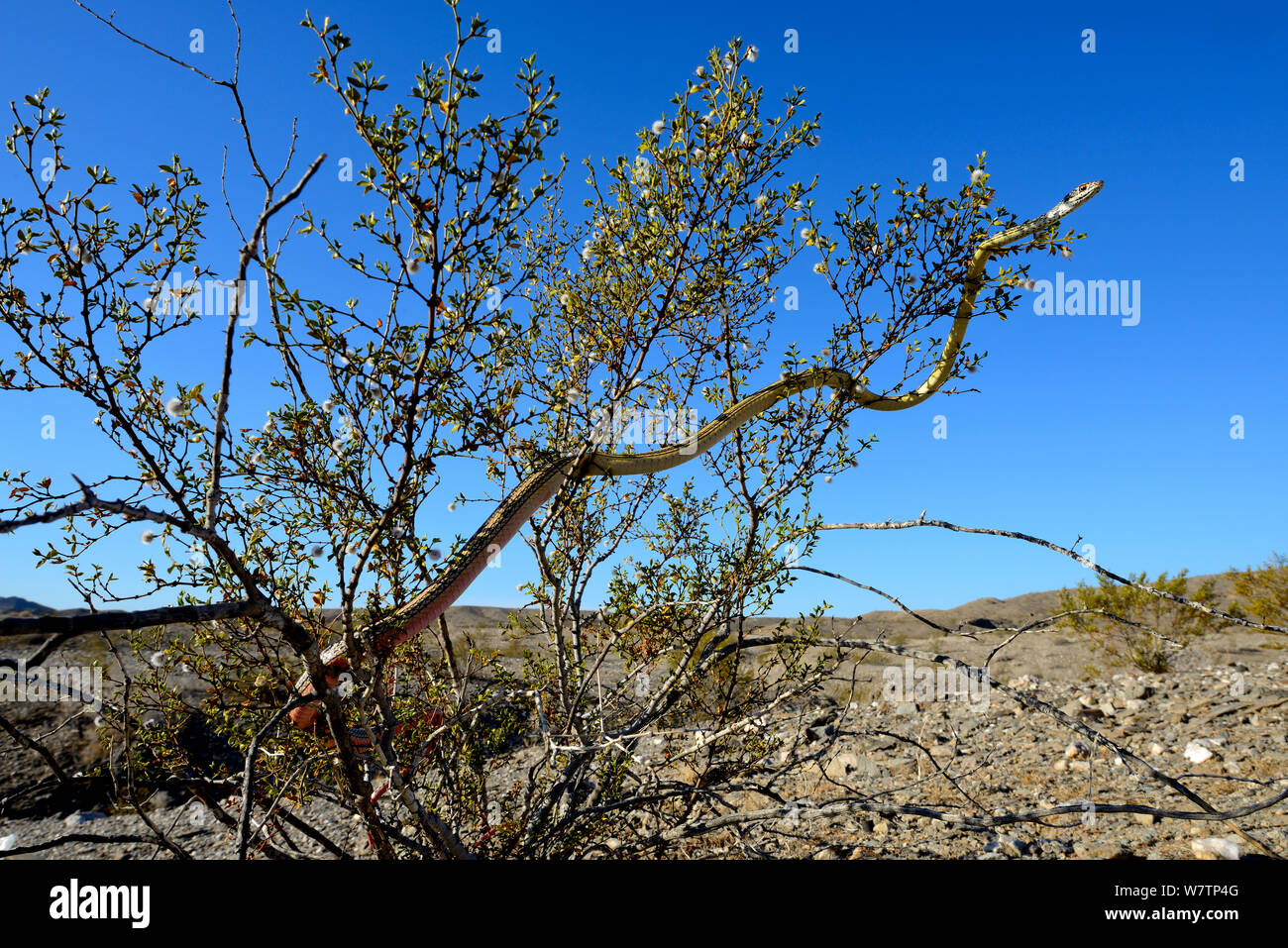 Deserto spogliato Whipsnake (Masticophis / Coluber taeniata taeniata) nella struttura ad albero, deserto Mohave, California, USA, Giugno. Foto Stock