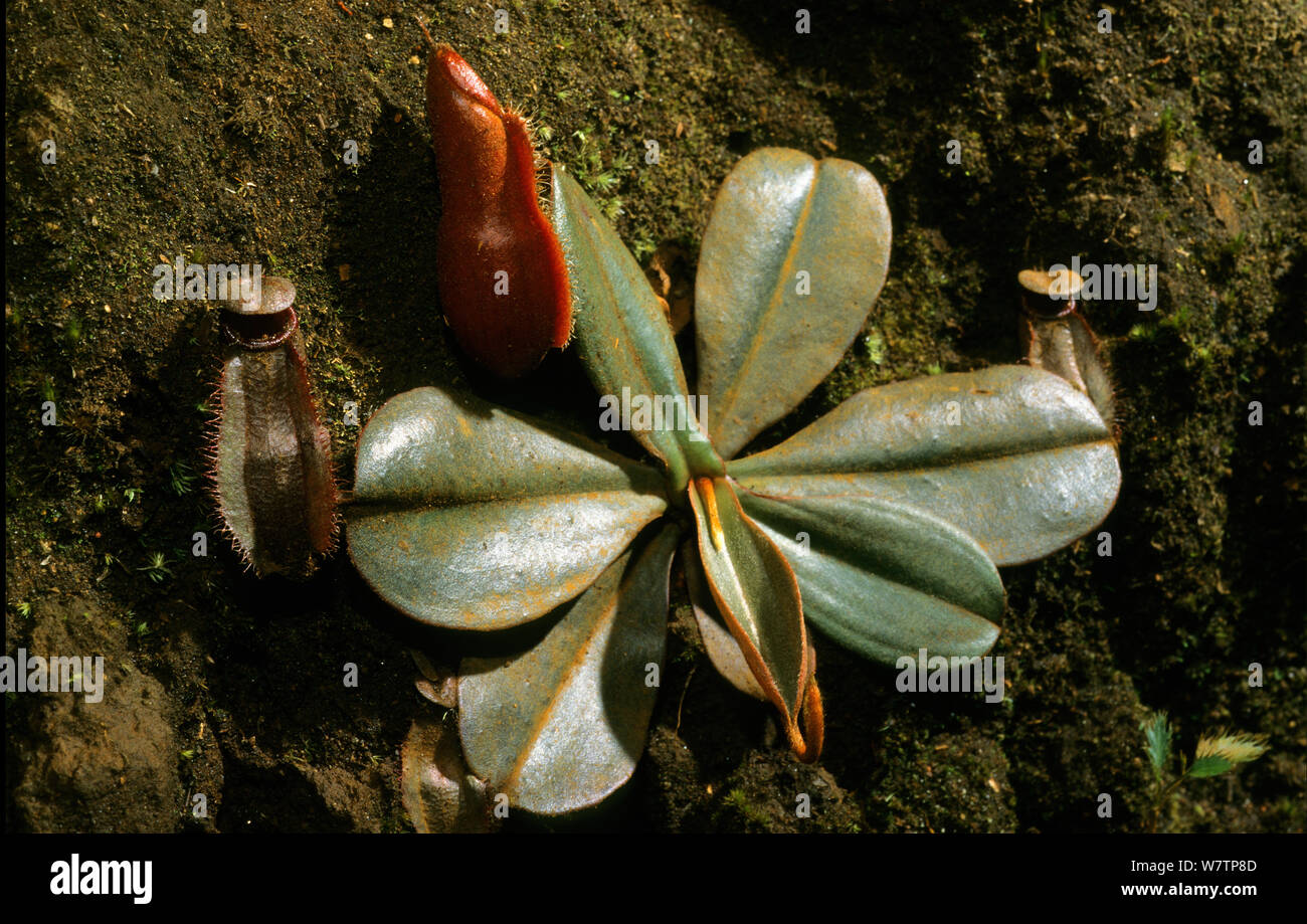 Vieillard la pianta brocca (Nepenthes vieillardii) Nuova Caledonia. Specie endemiche. Foto Stock