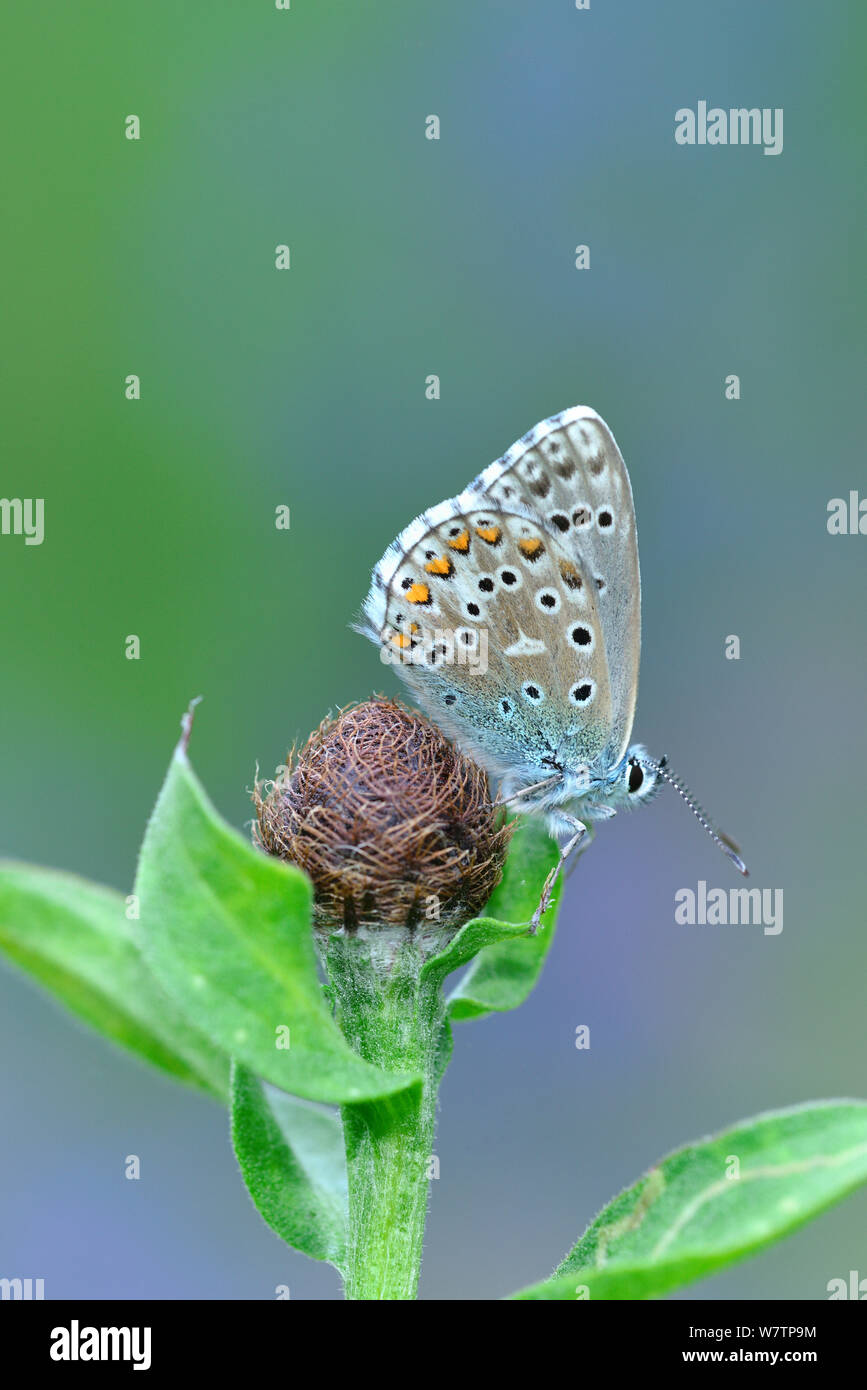 Adonis blue butterfly (Polyommatus bellargus) sulle sementi, Parco Nazionale dei Pirenei, Francia, giugno. Foto Stock