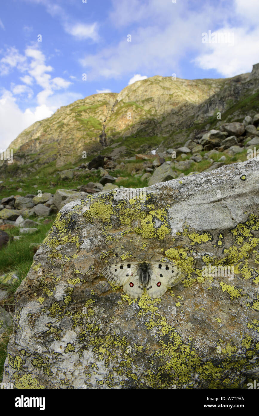 Mountain apollo butterfly (Parnassius apollo) crogiolarsi sulla roccia, Parco Nazionale dei Pirenei, Hautes Pirenei, Francia, giugno, specie vulnerabili. Foto Stock