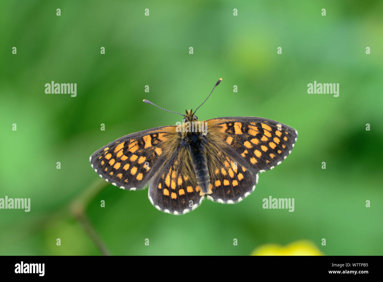 Falso-heath fritillary butterfly (Melitaea diamina) vicino Bederet, Parco Nazionale dei Pirenei, in Francia, in luglio. Foto Stock