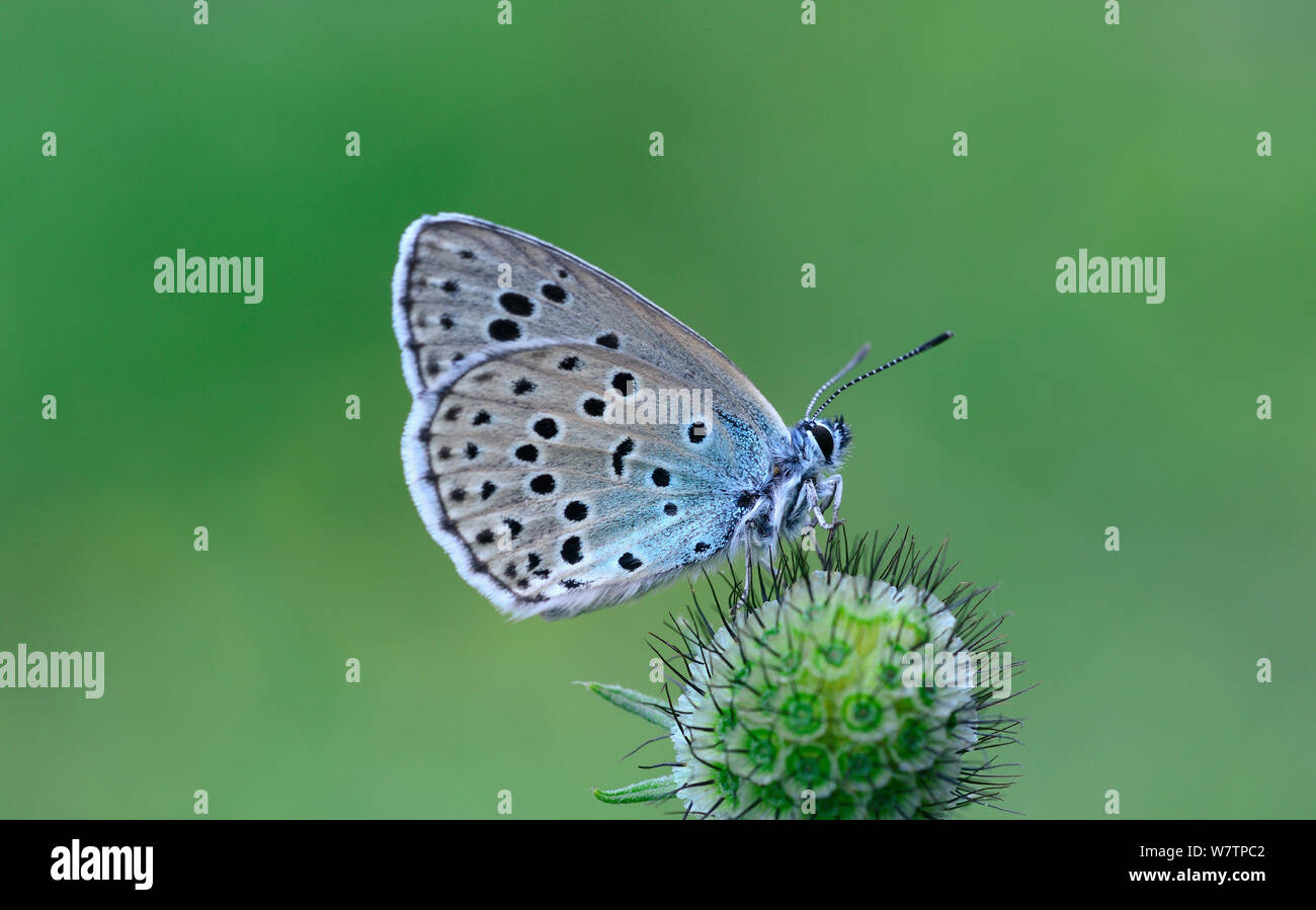 Grandi blue butterfly (Phengaris arion) sulla testa di fiori, Viscos, Parco Nazionale dei Pirenei, Hautes Pirenei, Francia, Luglio Foto Stock