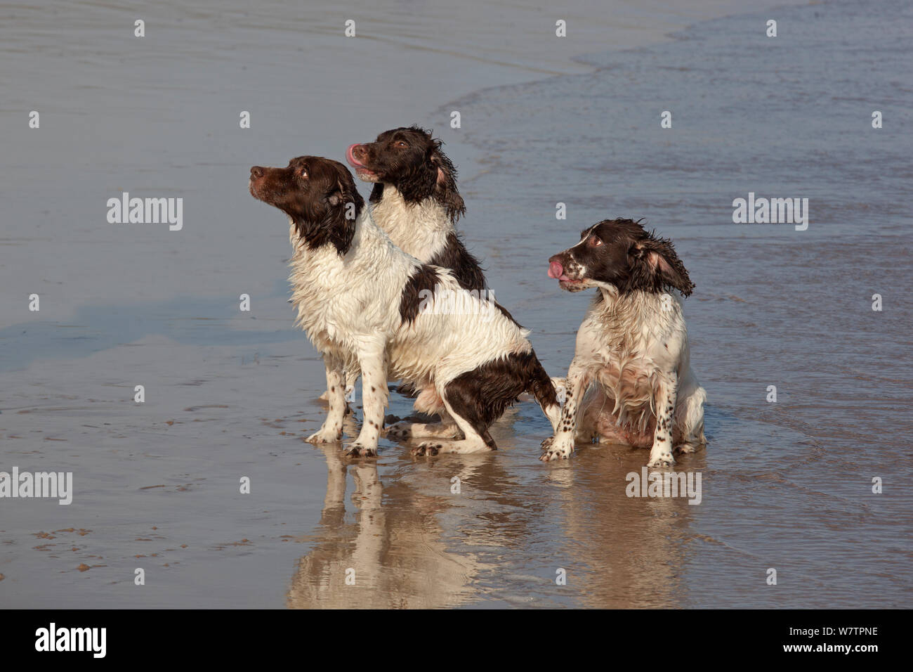 Tre English Springer épagneuls seduto sulla spiaggia, Northumberland, Regno Unito, Settembre. Foto Stock