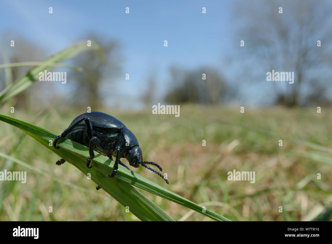 Sanguinosa naso-beetle (Timarcha tenebricosa) arrampicata su erba in un gesso prato pascolo, Wiltshire, Regno Unito, Aprile. Foto Stock