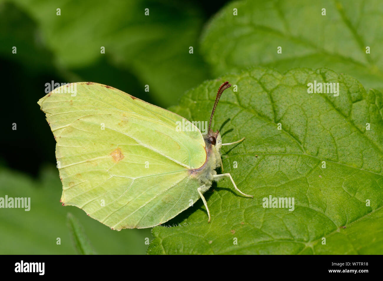 Brimstone butterfly (Gonepteryx rhamni) close up prendere il sole su una foglia a margine del bosco, Wiltshire, Regno Unito, Giugno. Foto Stock