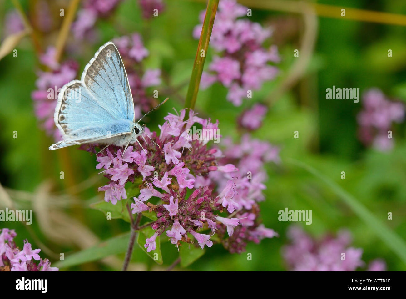 Chalkhill maschio blu (Lysandra coridon) alimentazione sul origano fiori (Origanum vulgare) in un gesso prato pascolo, Wiltshire, Regno Unito, Agosto. Foto Stock
