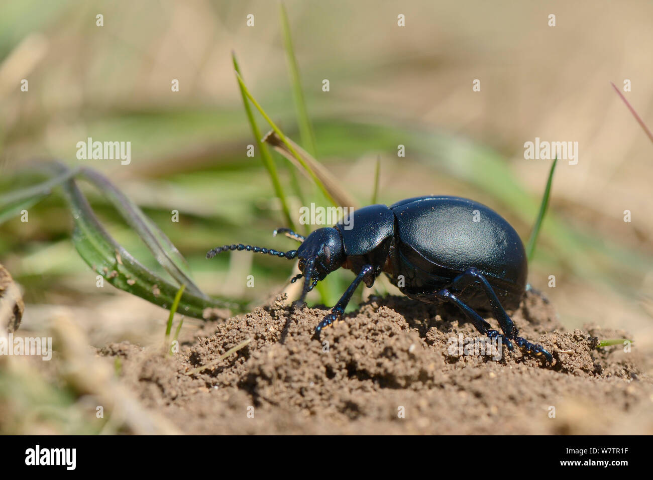 Sanguinosa naso-beetle (Timarcha tenebricosa) camminando sul terreno in un gesso prato pascolo, Wiltshire, Regno Unito, Aprile Foto Stock