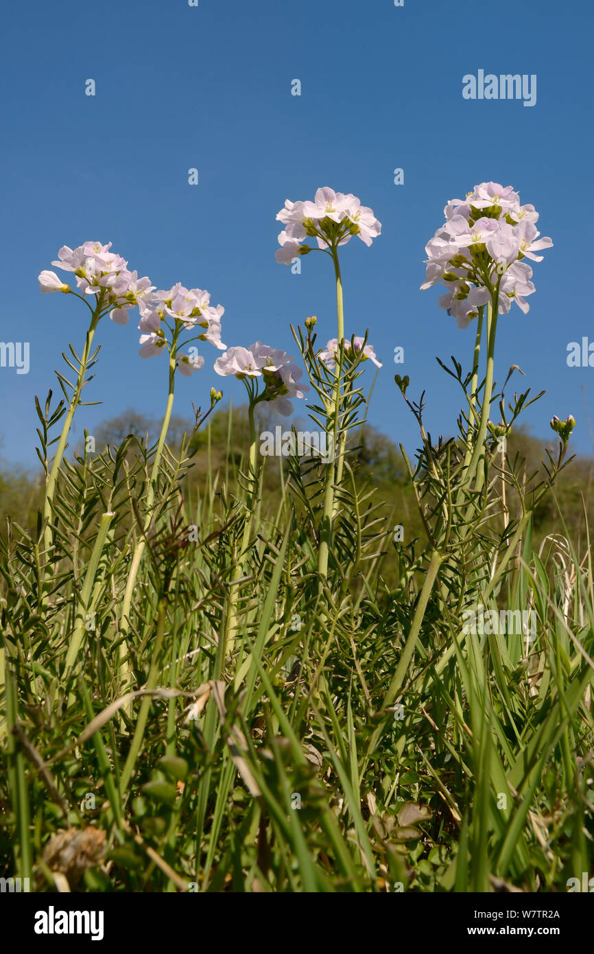Basso angolo di visione di un intrico di cuculi fiori / Lady's smock (cardamine pratensis) fioritura in un prato umido, Wiltshire, Regno Unito, maggio. Foto Stock
