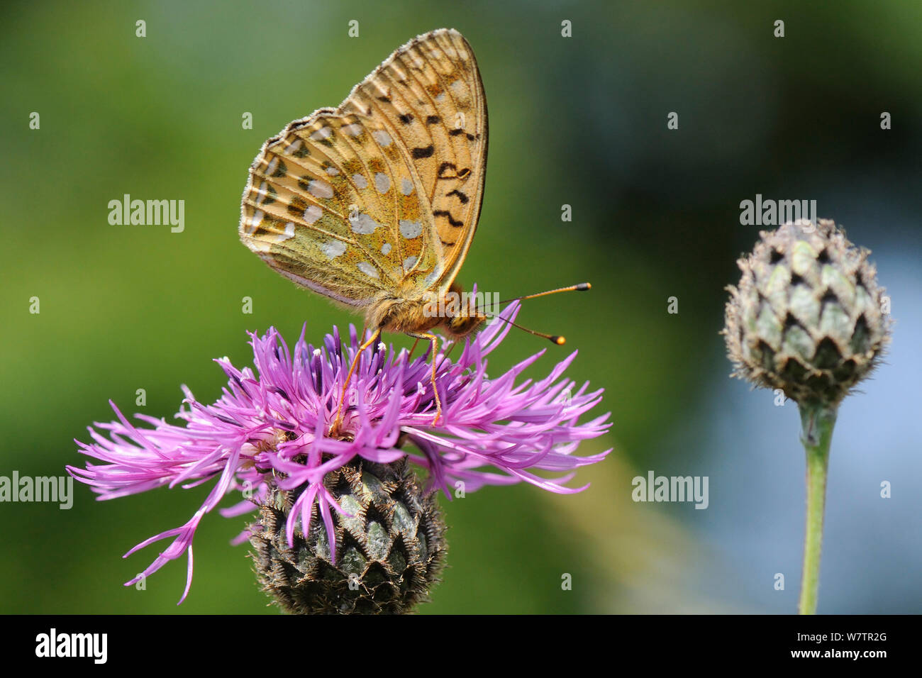 Verde scuro fritillary butterfly (Argynnis aglaja) alimentazione sulla maggiore fiordaliso fiore (Centaurea scabiosa) in un gesso prato pascolo, Wiltshire, Regno Unito, Luglio. Foto Stock