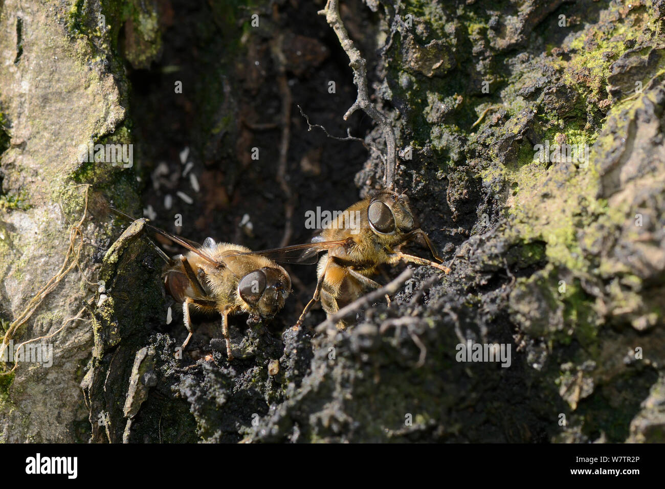 Due femmina Drone vola (Eristalis tenax) deposizione delle uova in un umido registro cavo in corrispondenza del margine di un laghetto, Wiltshire, Regno Unito, maggio. Foto Stock