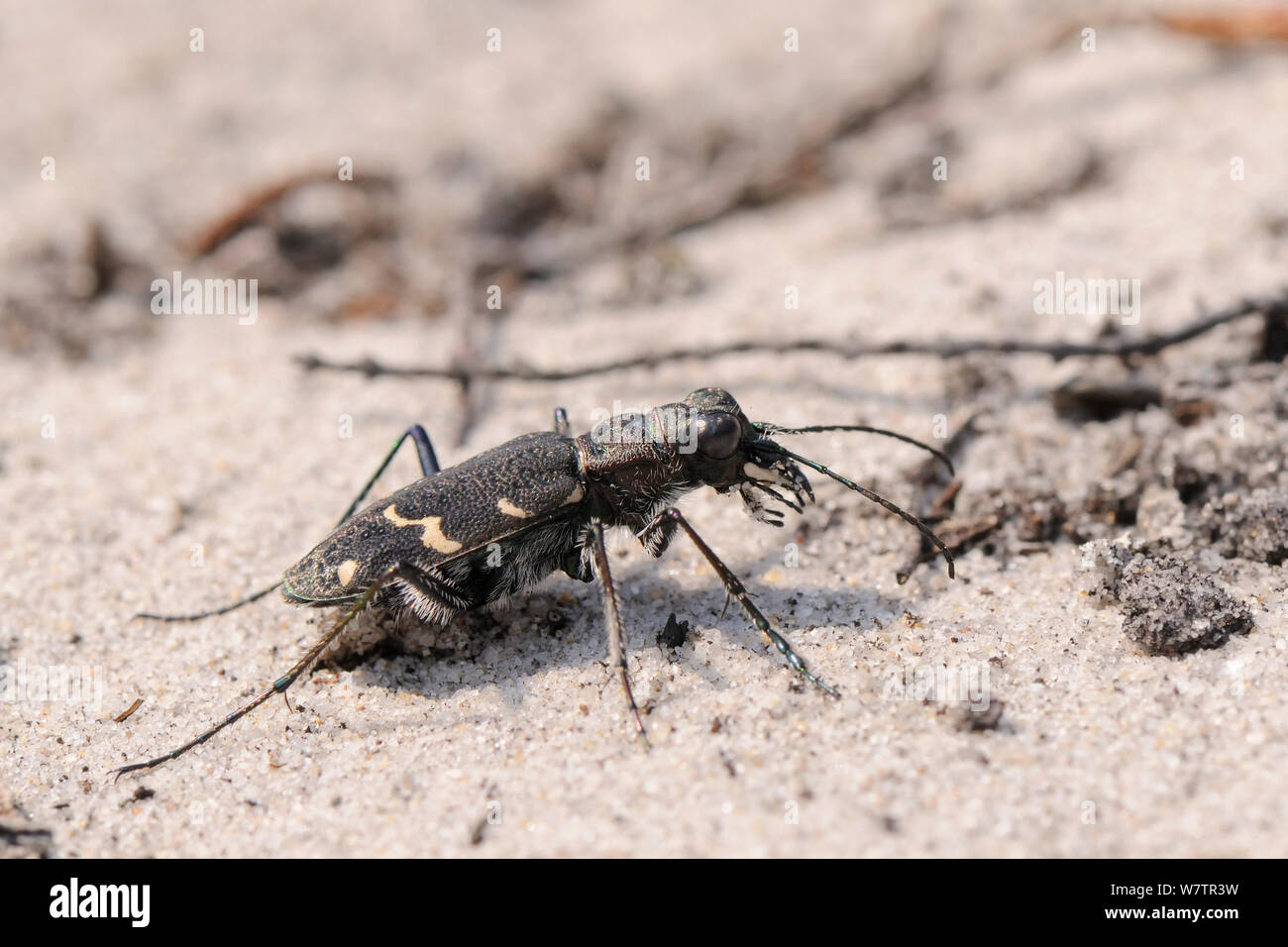 Heath / Legno tiger beetle (Cicindela sylvatica) sulla duna di sabbia, Studland heath, Dorset, Regno Unito, Luglio. Foto Stock