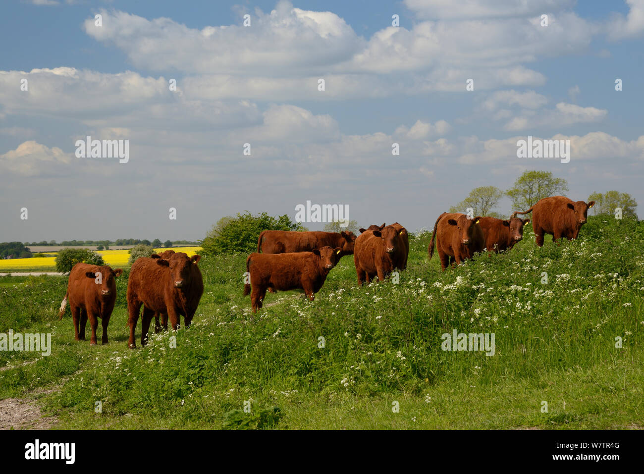 Allevamento di rosso rubino Devon Torelli (Bos taurus) in piedi in modo approssimativo di pascoli tra uno stand di mucca prezzemolo (Anthriscus sylvestris) su la Ridgeway, Berwick Bassett, Marlborough Downs, Wiltshire, Regno Unito, Giugno. Foto Stock