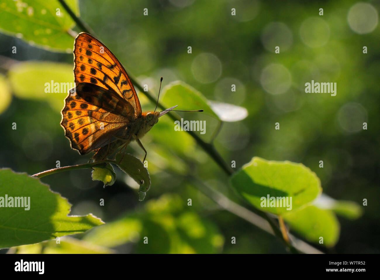 Voce maschile argento-lavato fritillary butterfly (Argynnis paphia) Ensoleillement nel pezzata luce sul bordo del bosco, Wiltshire, Regno Unito, Luglio. Foto Stock