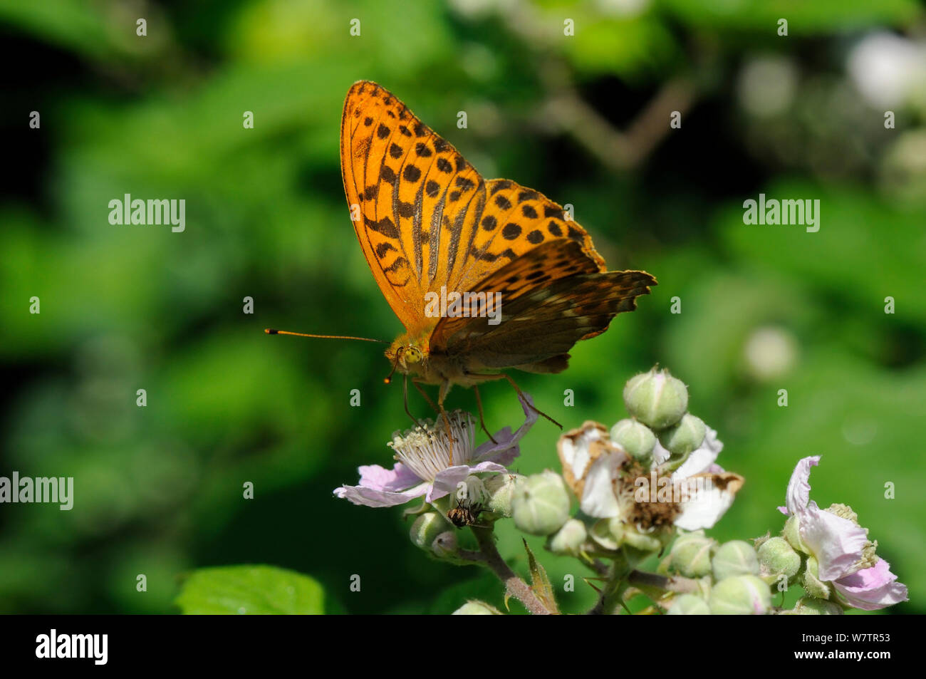 Voce maschile argento-lavato fritillary butterfly (Argynnis paphia) alimentazione su rovo fiori (Rubus fruticosa = Rubus plicatus) sul bordo del bosco, Wiltshire, Regno Unito, Luglio. Foto Stock