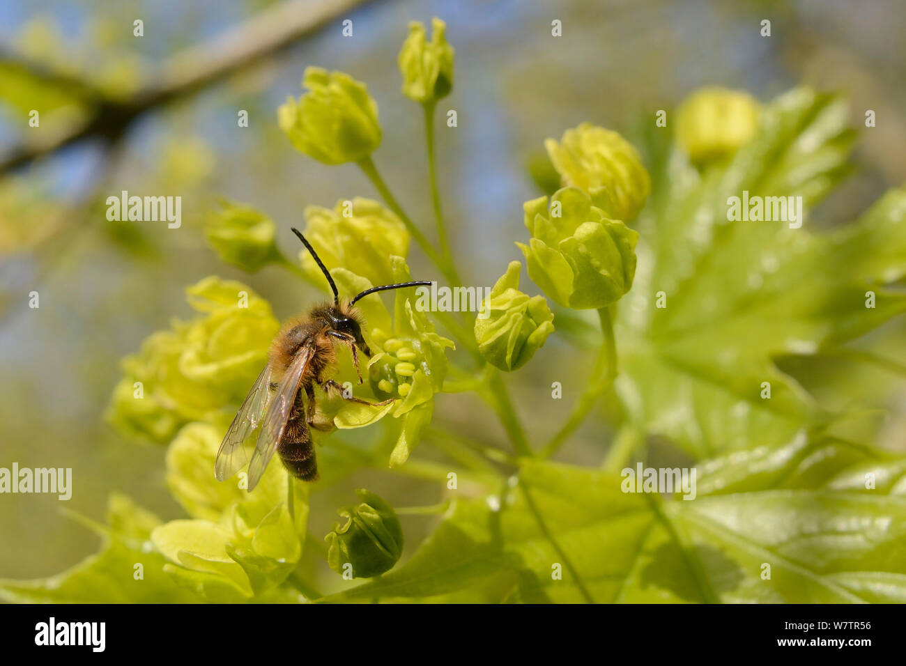 Data mining solitaria ape (Andrena bicolor) alimentazione su un Norvegia maple flower (Acer platanoides), Wiltshire, Regno Unito, maggio. Foto Stock