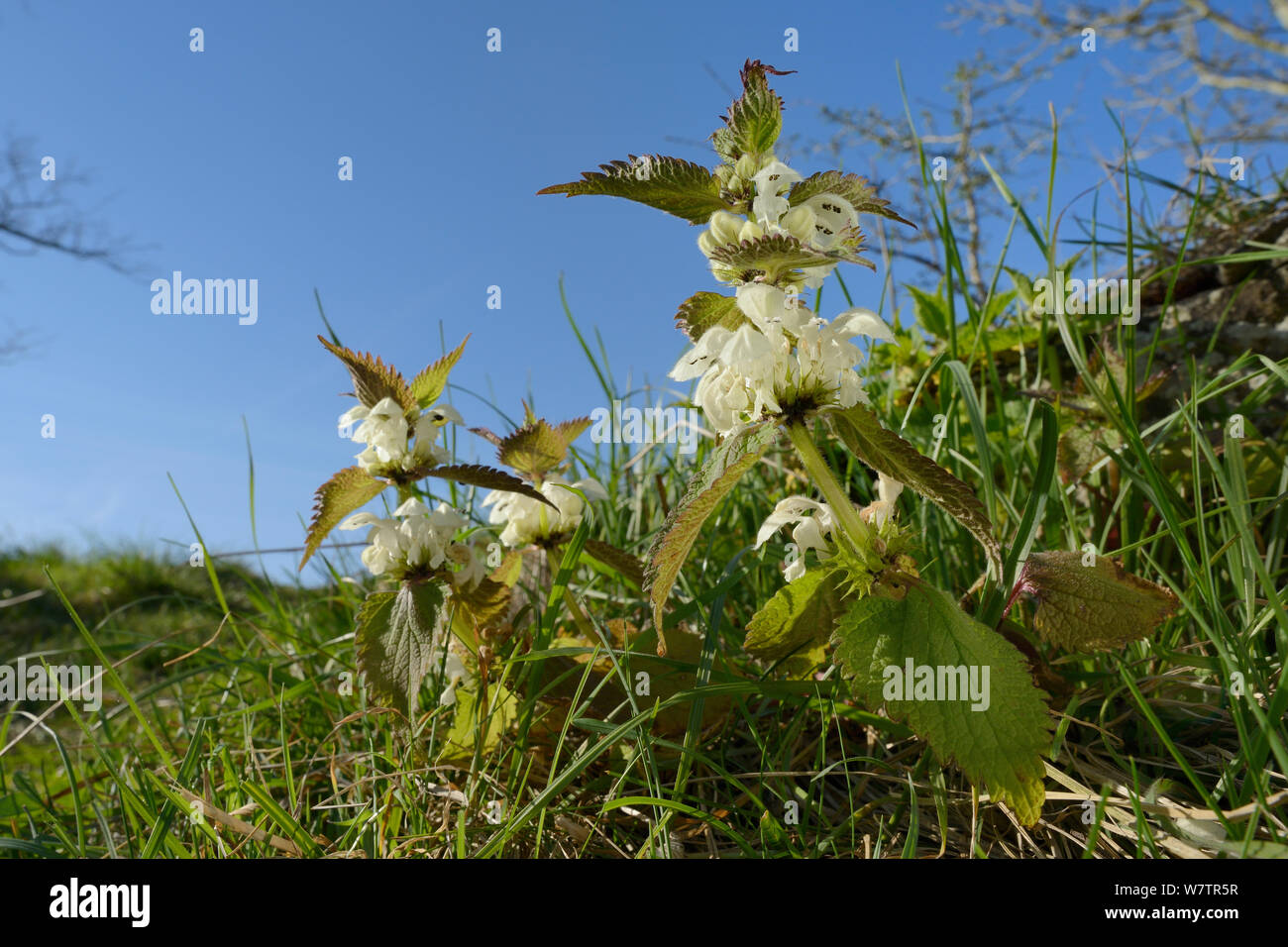 Basso angolo vista di morti bianche di ortiche Lamium (album) cresce su una banca sul ciglio della strada, Wiltshire, Regno Unito, Aprile. Foto Stock